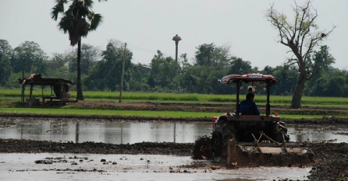 ฤดูทำนาของ'ชาวนามือถือ' ฤดูทำนาของ'ชาวนามือถือ'