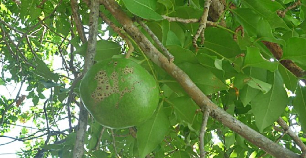 'ตะบัน'ไม้ให้ร่มเงา 'ตะบัน'ไม้ให้ร่มเงา