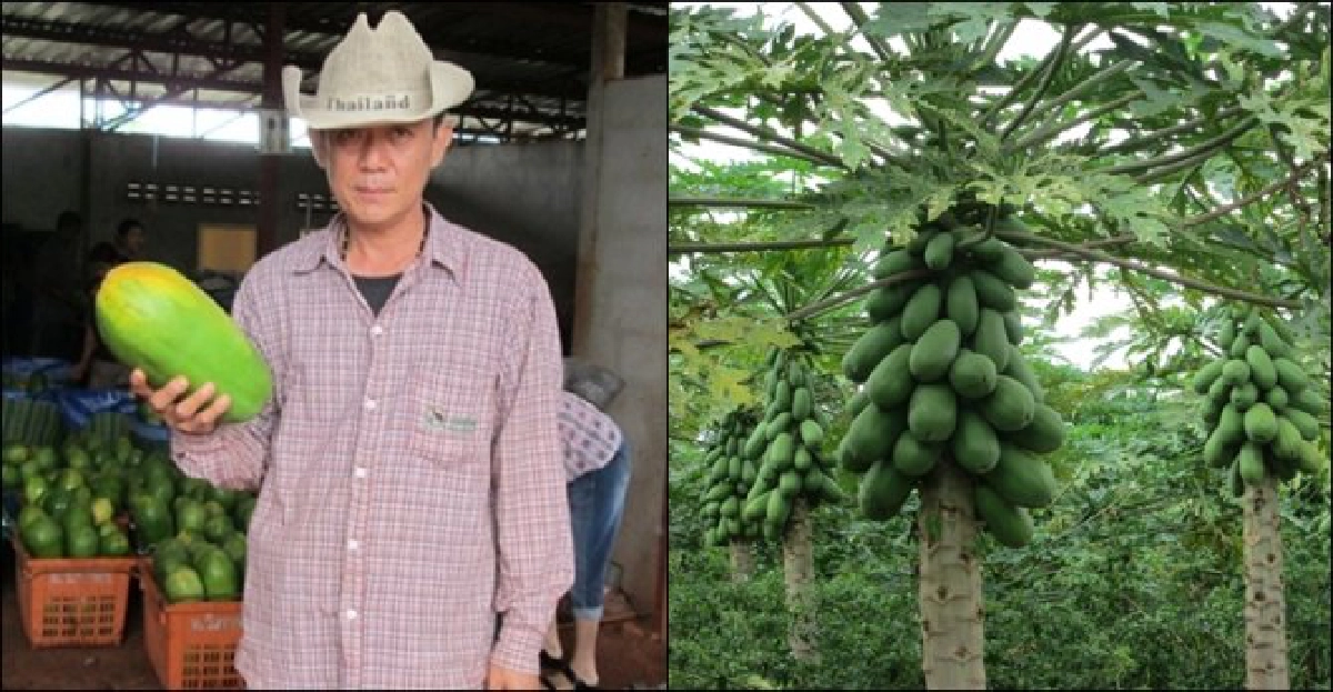 ทำมาหากิน : ปลูกมะละกอให้ออกผลช่วงแพง