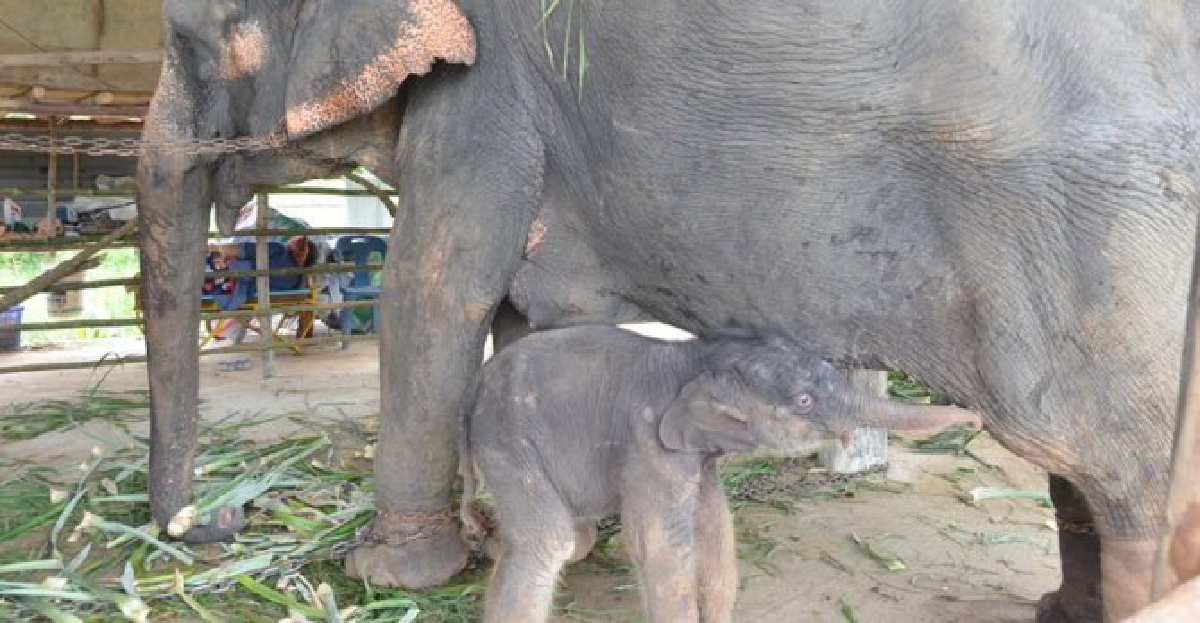 ทุบสถิติ'พลายเบิร์ด'ทับพังตกลูกตัวที่40 ทุบสถิติ'พลายเบิร์ด'ทับพังตกลูกตัวที่40