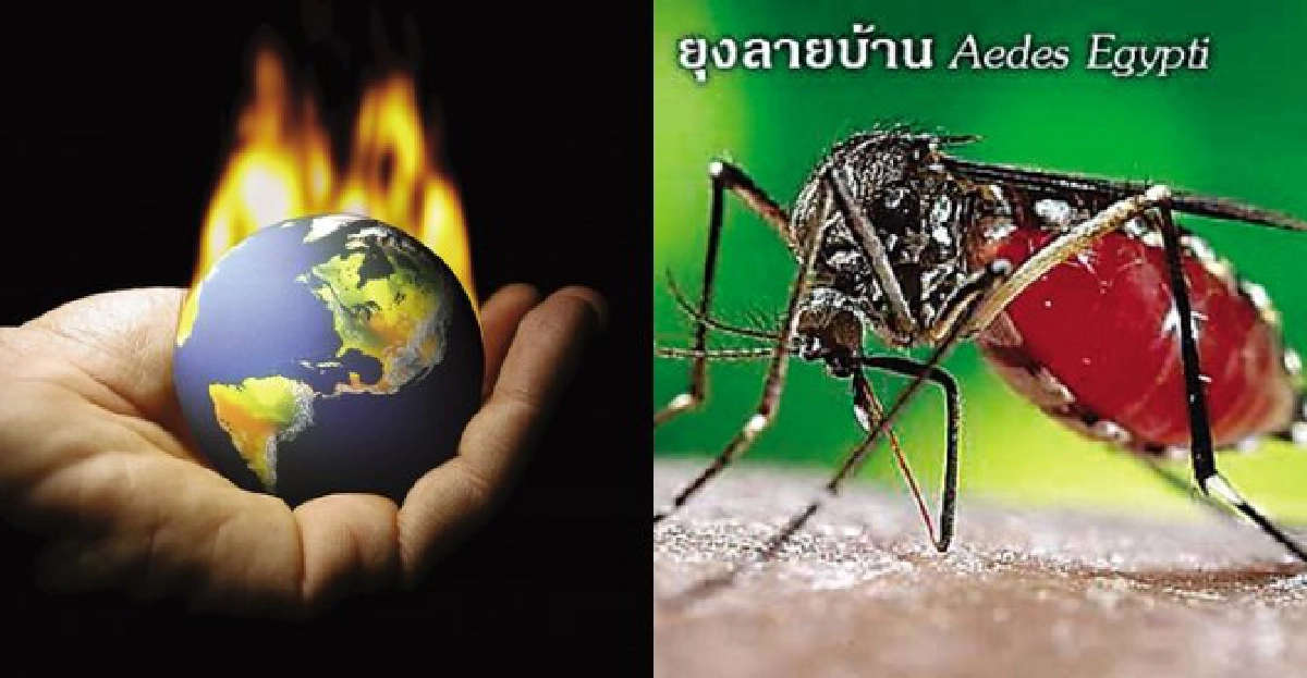 'โลกร้อน'ยุงลายอายุยืนไข้เลือดออกเพิ่ม10เท่า 'โลกร้อน'ยุงลายอายุยืนไข้เลือดออกเพิ่ม10เท่า