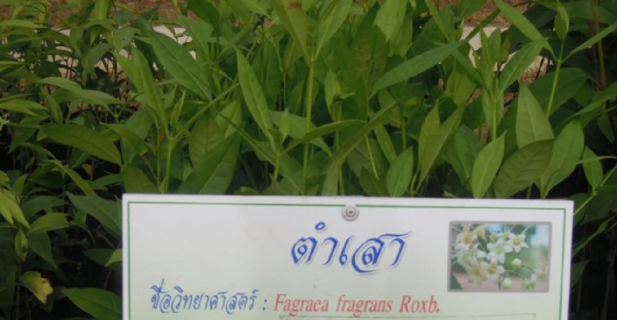 'ตำเสา'เปลือกบำรุงธาตุ 'ตำเสา'เปลือกบำรุงธาตุ