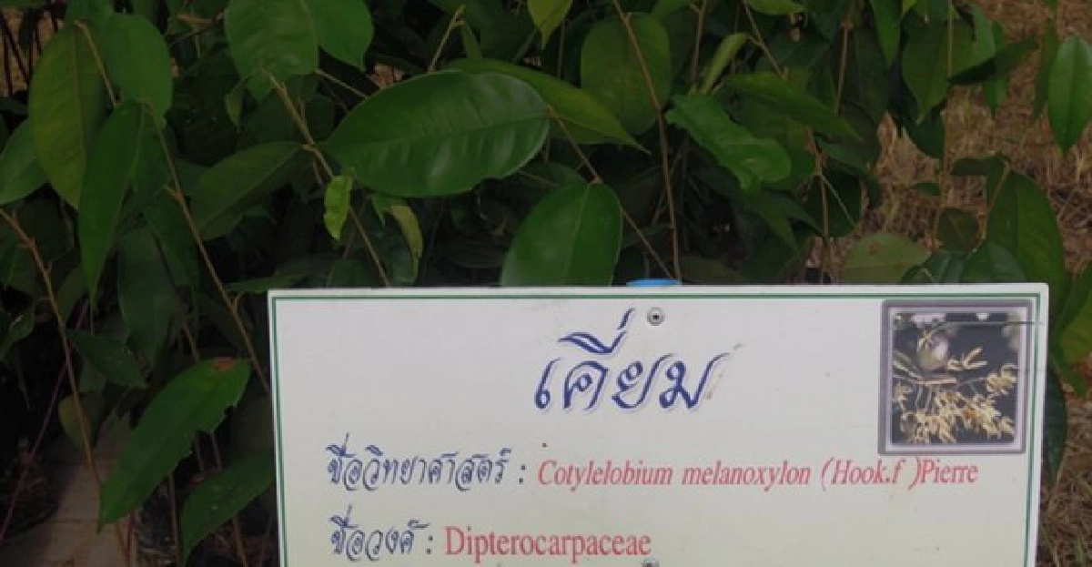 'เคี่ยม'เปลือกแก้ท้องร่วง 'เคี่ยม'เปลือกแก้ท้องร่วง