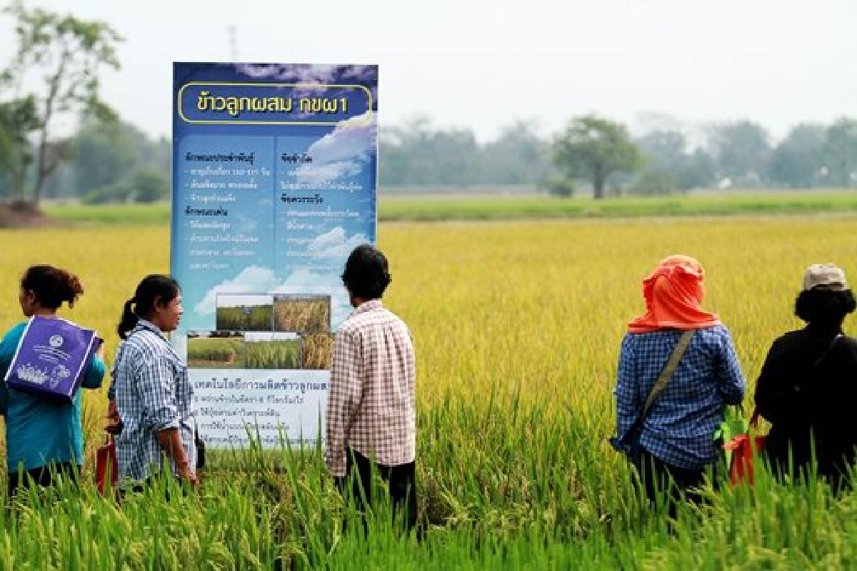 ปรับเกณฑ์'จำนำข้าว'เอาจริงหรือขอไปที