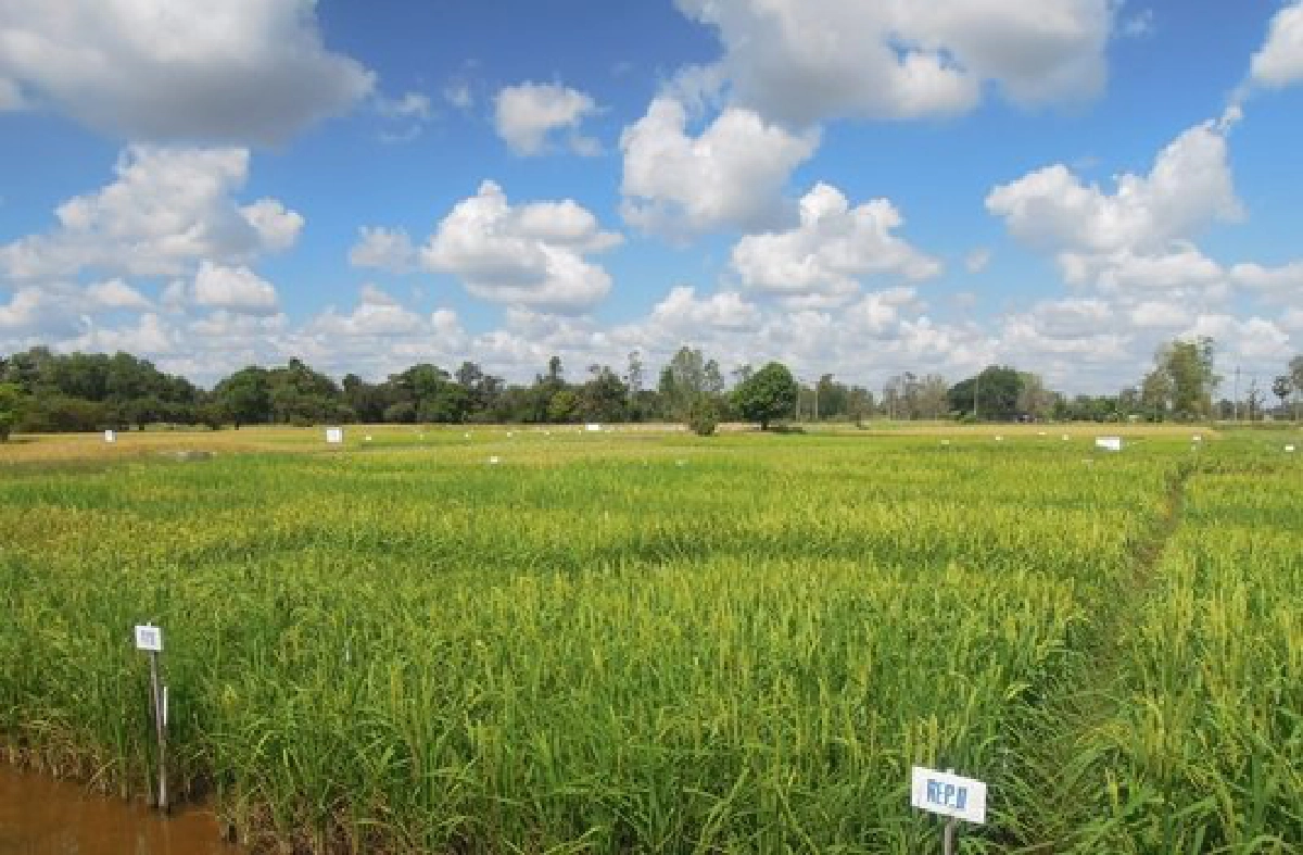 ปั้นเครือข่ายเมล็ดพันธุ์ข้าว ปั้นเครือข่ายเมล็ดพันธุ์ข้าว