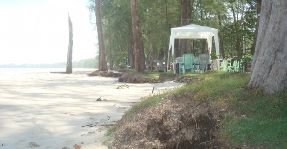 คลื่นซัด'หาดปากเมง'ยับต้นสนหายนับร้อยต้น คลื่นซัด'หาดปากเมง'ยับต้นสนหายนับร้อยต้น