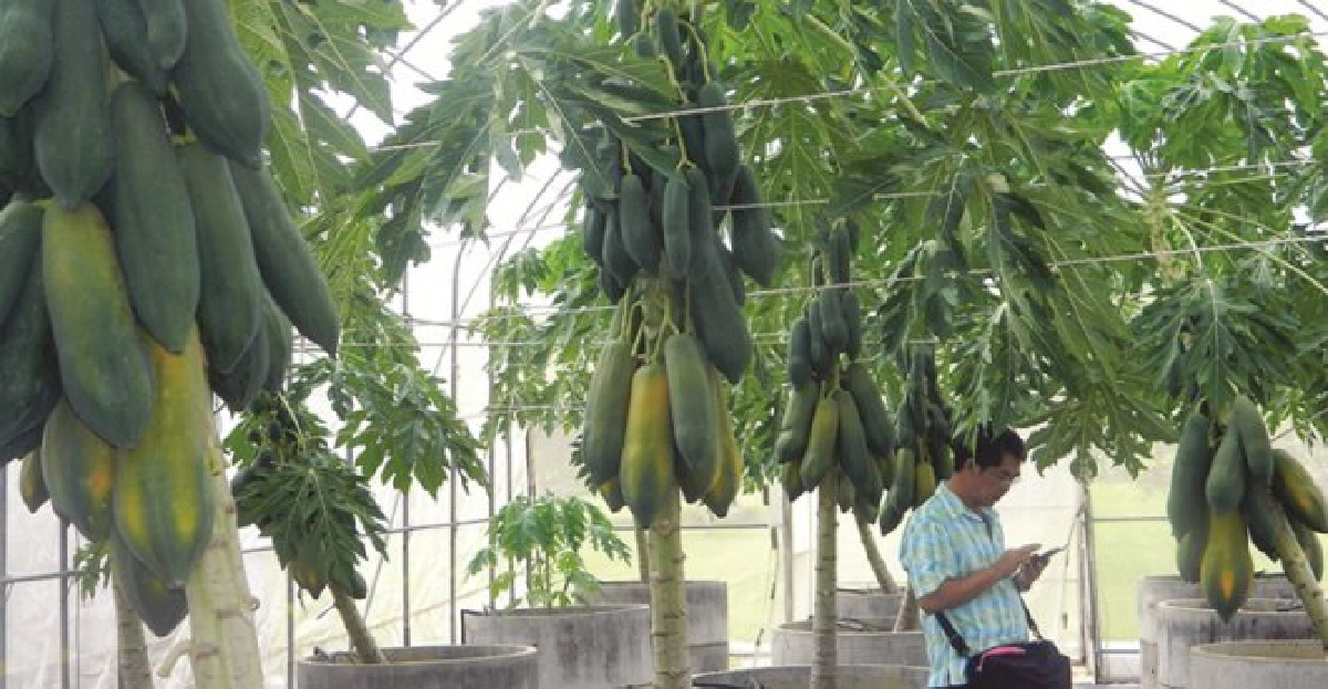 ดัน'ไทยศูนย์กลางเมล็ดพันธุ์' ดัน'ไทยศูนย์กลางเมล็ดพันธุ์'