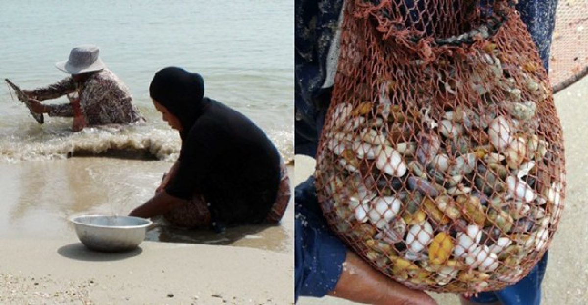 แห่เก็บ'หอยเสียบ'โผล่หาดกระบี่รอบ10ปี