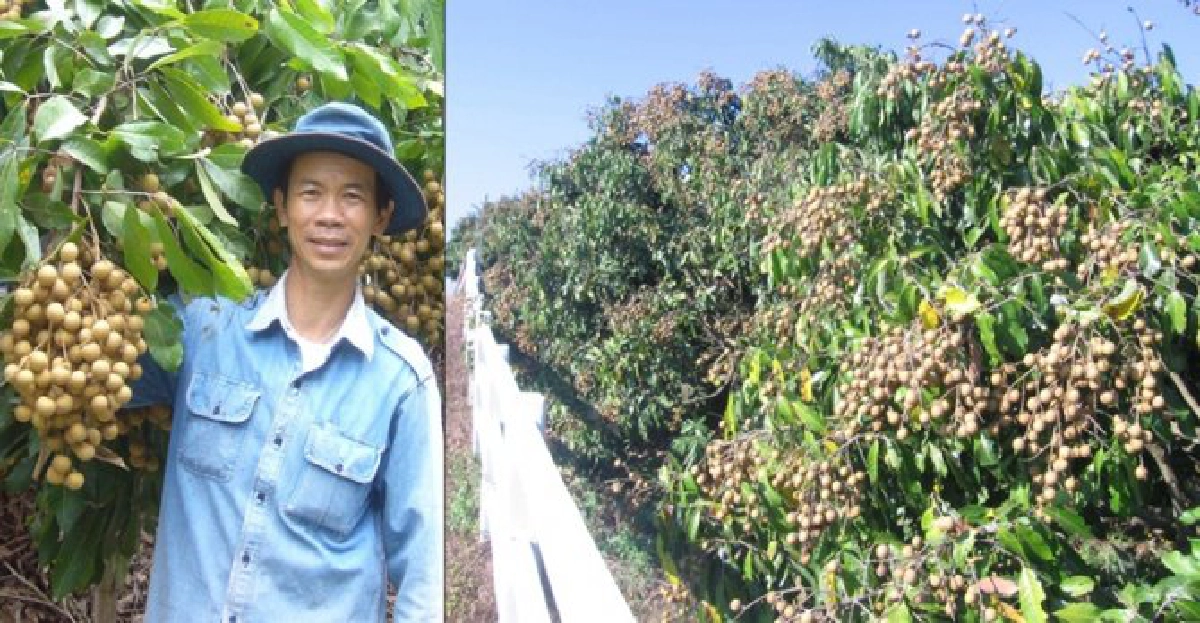 ท่องสวนลำไย'นิเวศน์ โอดบาง' ท่องสวนลำไย'นิเวศน์ โอดบาง'