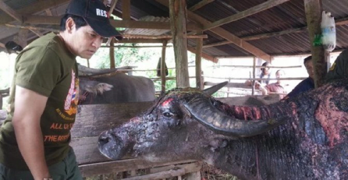 'บิณฑ์ บรรลือฤทธิ์'ช่วยควายถูกจุดไฟเผา 'บิณฑ์ บรรลือฤทธิ์'ช่วยควายถูกจุดไฟเผา