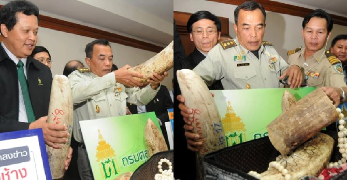จับนำเข้างาช้าง105กก.มูลค่า16ล้าน จับนำเข้างาช้าง105กก.มูลค่า16ล้าน