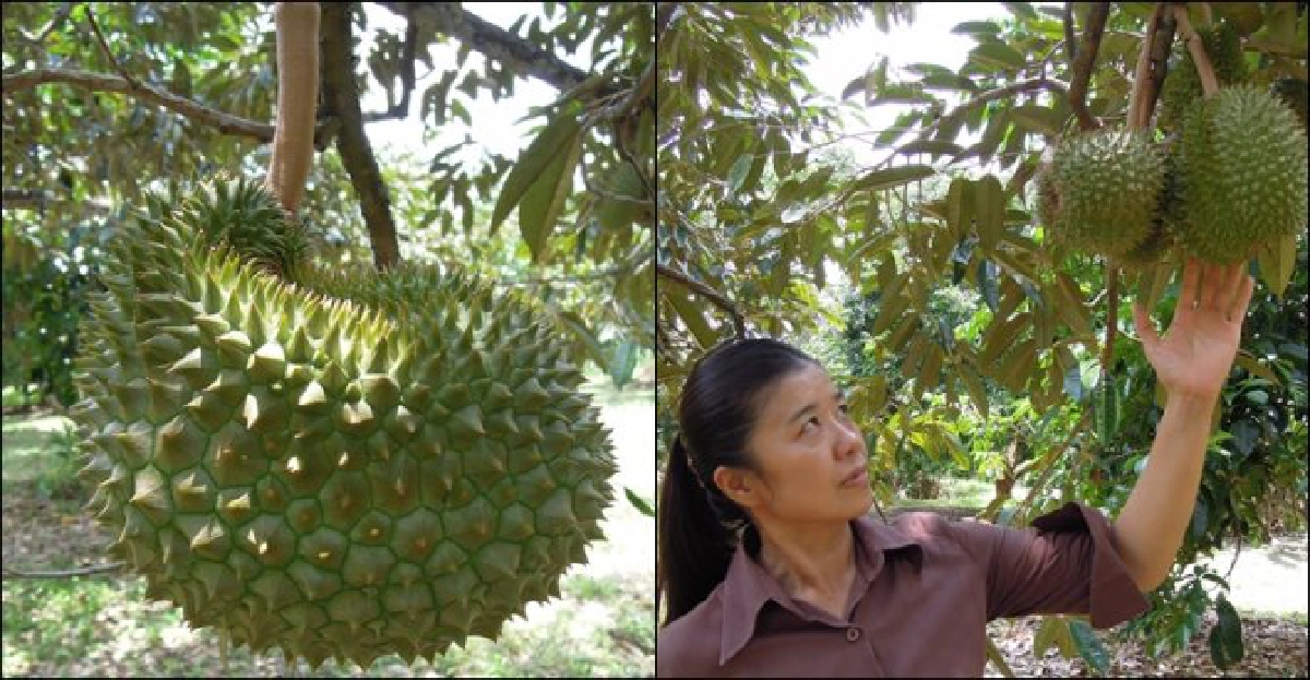 ยกระดับ'สวนผลไม้'สู่สมาร์ทฟาร์ม ยกระดับ'สวนผลไม้'สู่สมาร์ทฟาร์ม