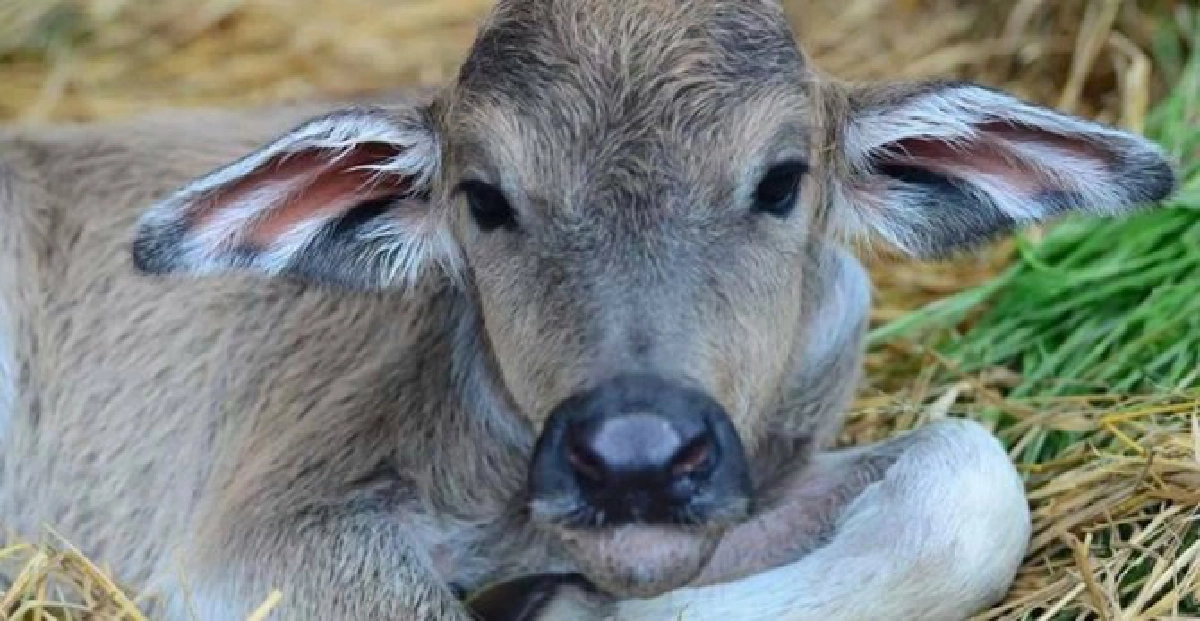 'บารมี'ลูกควายถูกเผาทั้งเป็นเสียชีวิตแล้ว 'บารมี'ลูกควายถูกเผาทั้งเป็นเสียชีวิตแล้ว