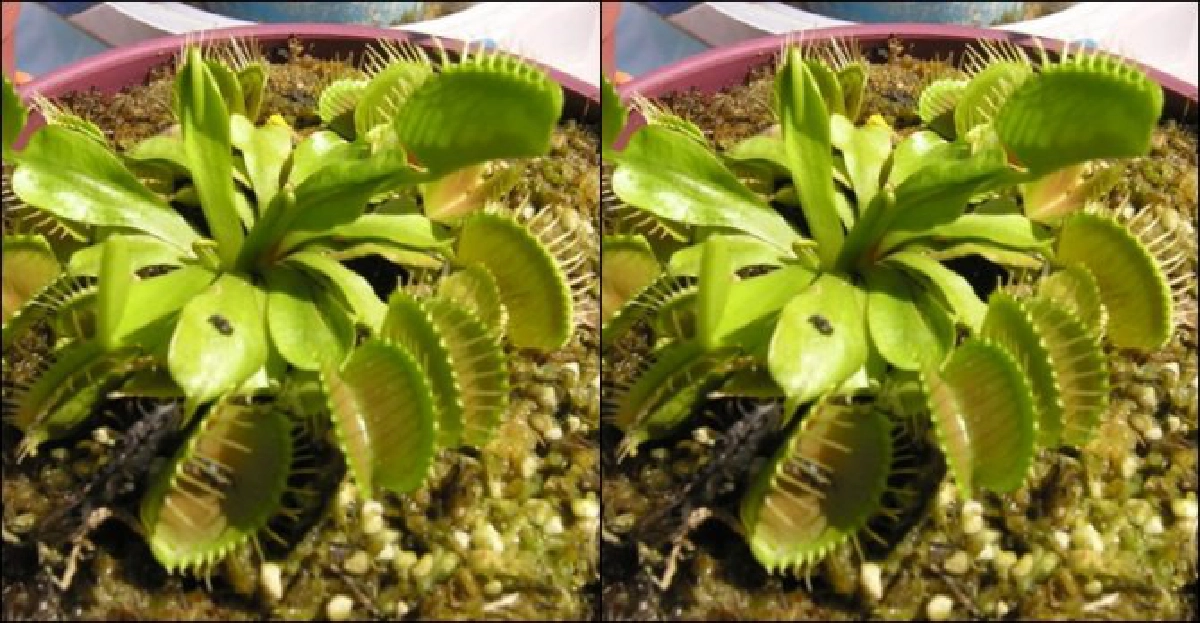 'กาบหอยแครง'ต้นเป็นยา