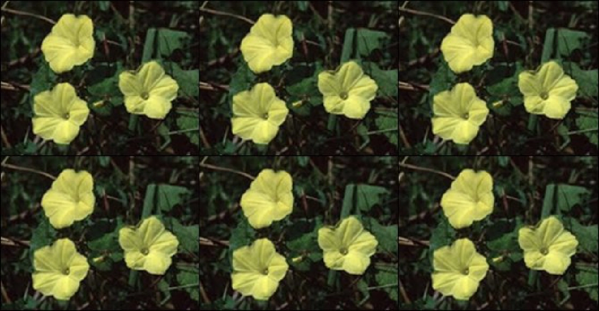 'จิงจ้อ'เป็นยา-อาหาร