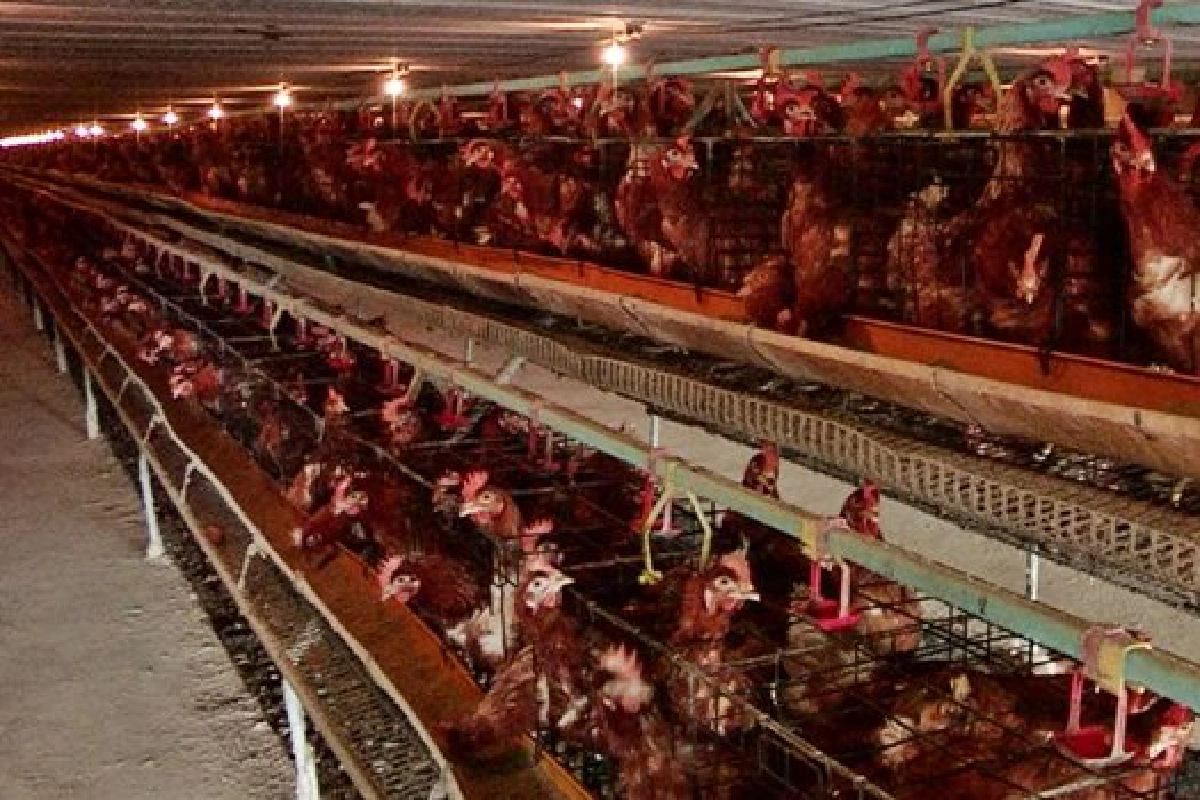 วิศวกรหัวใจเกษตรเลี้ยงไก่ไข่
