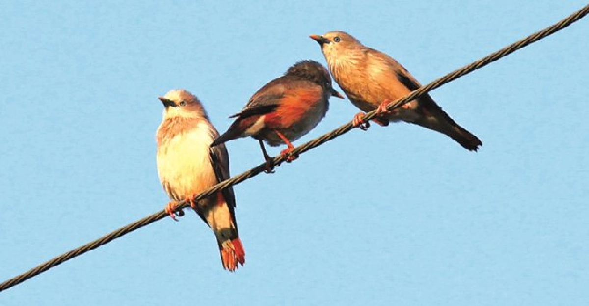 นกกิ้งโครงแกลบหัวเทา