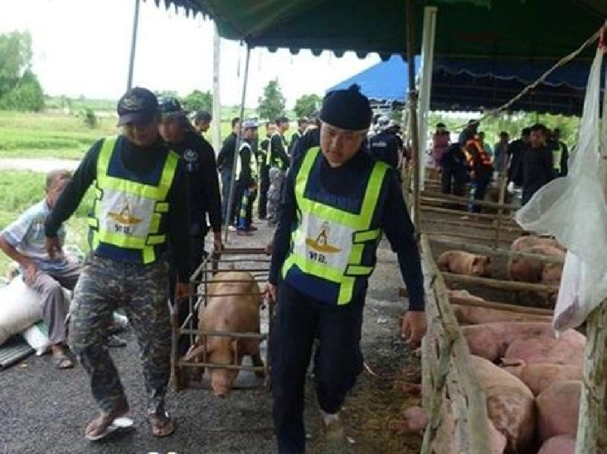 ยุทธการสกัดโรคระบาดในสัตว์ ยุทธการสกัดโรคระบาดในสัตว์
