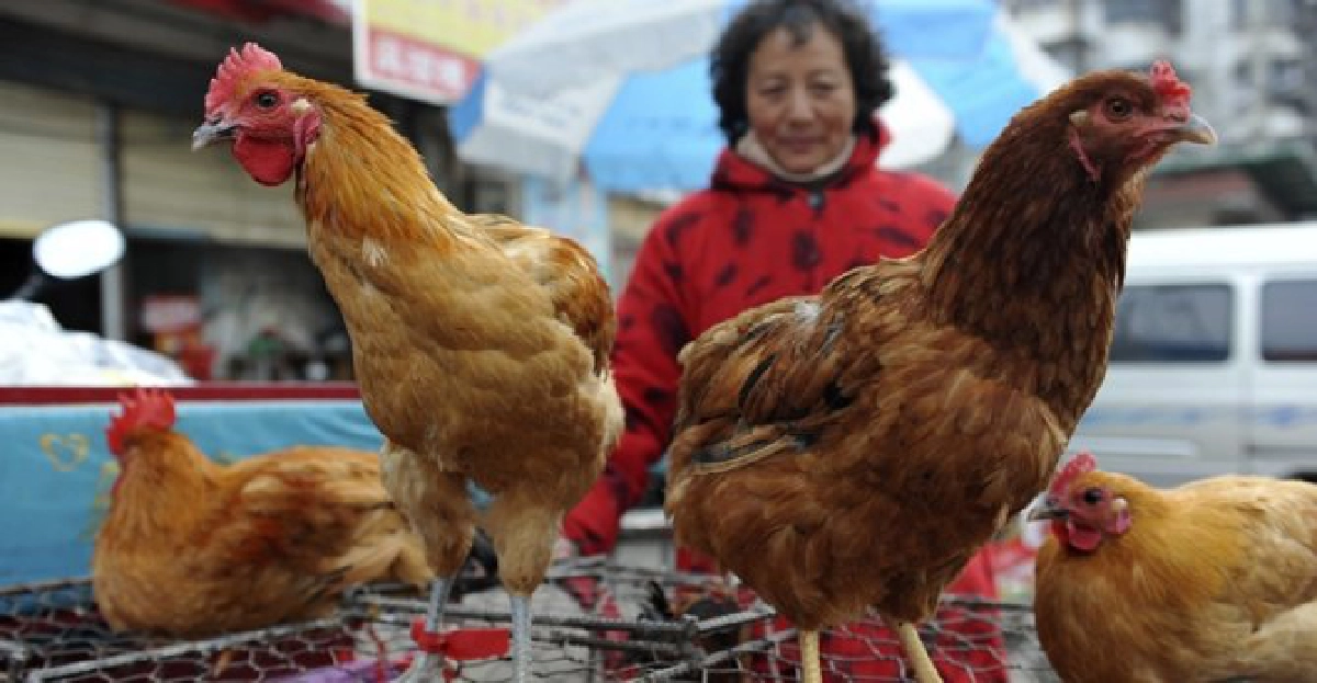 จีนพัฒนาวัคซีนป้องกัน'H7N9'สำเร็จ จีนพัฒนาวัคซีนป้องกัน'H7N9'สำเร็จ