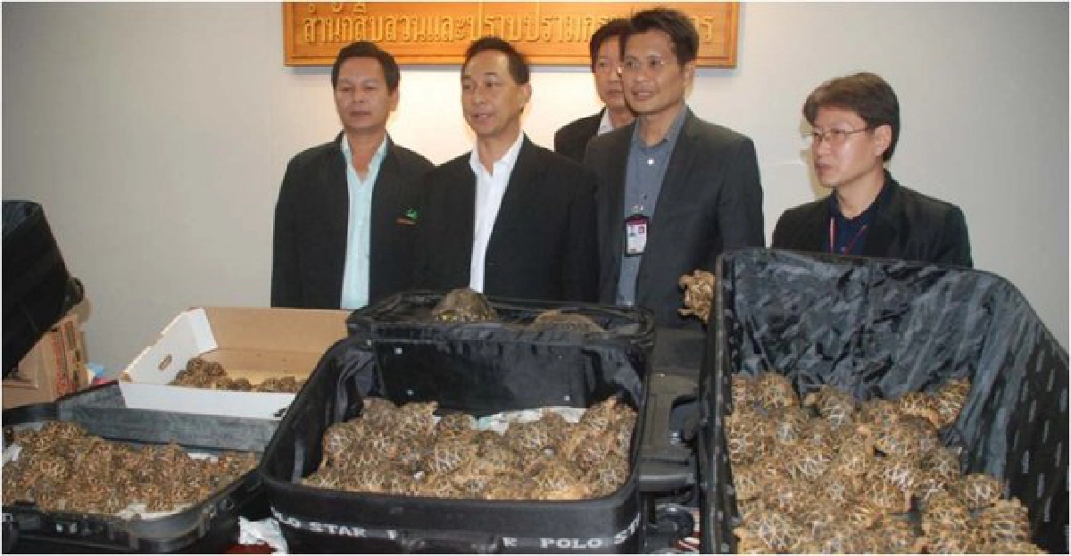 ศุลกากรยึกเต่าลักลอบนำเข้าไทย ศุลกากรยึกเต่าลักลอบนำเข้าไทย