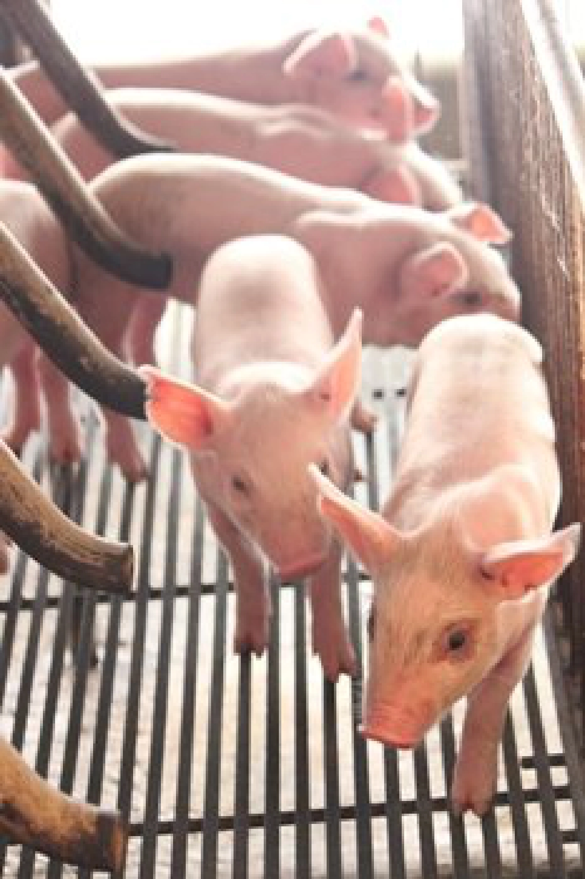 'เสนาะฟาร์ม' เลี้ยงไก่ไข่-หมูขุน 'เสนาะฟาร์ม' เลี้ยงไก่ไข่-หมูขุน