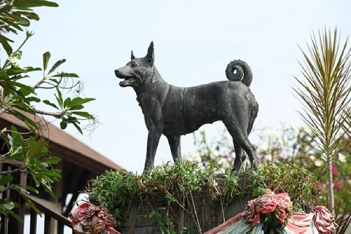 ปันน้ำใจให้เพื่อนสี่ขา ปันน้ำใจให้เพื่อนสี่ขา