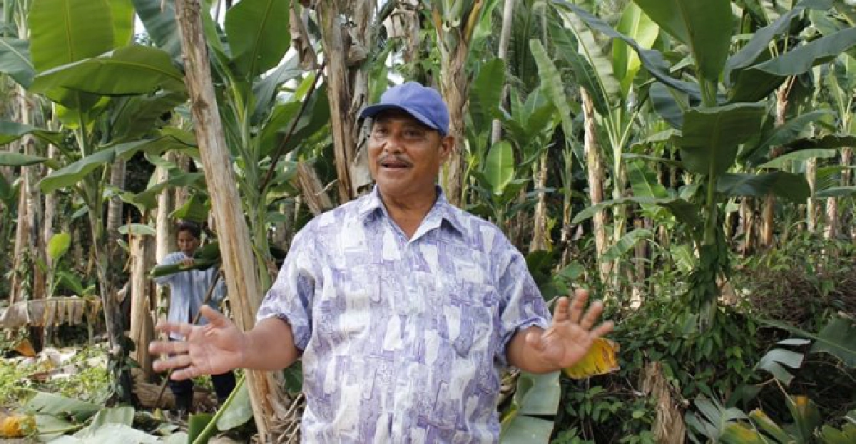 ปลูกกล้วยในสวนมะพร้าวขายใบตอง