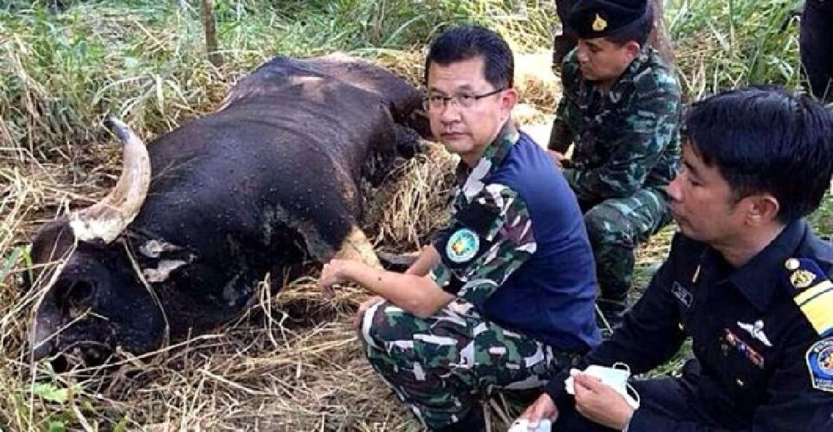 'กระทิงกุยบุรี'ตายแล้ว12ตัว 'กระทิงกุยบุรี'ตายแล้ว12ตัว