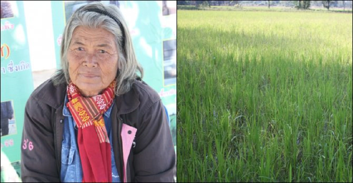 เกษตรกรคนเก่ง : 'มณี พลประถม' เกษตรกรคนเก่ง : 'มณี พลประถม'