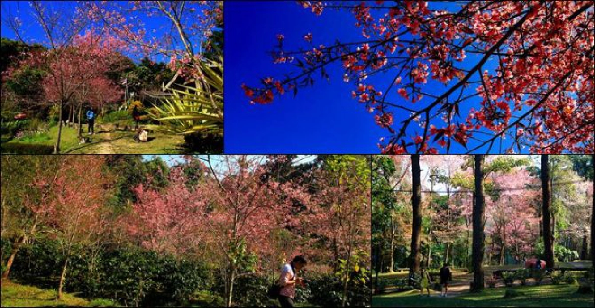 นทท.แห่ชม'ซากุระ'เมืองไทยบาน นทท.แห่ชม'ซากุระ'เมืองไทยบาน