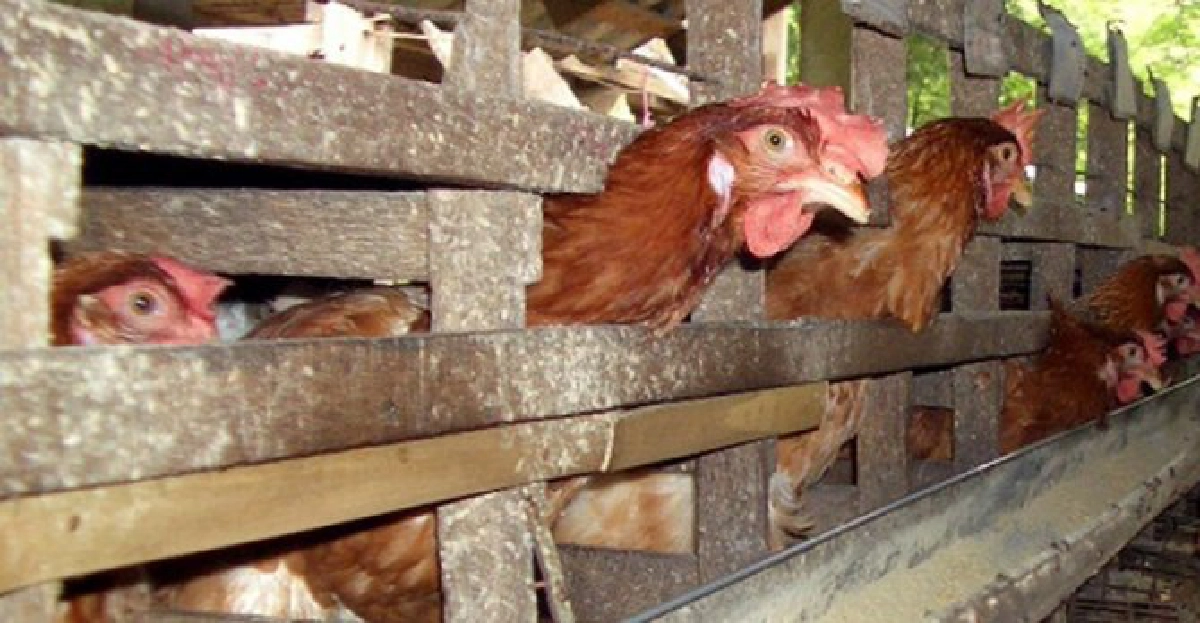 มั่นใจไก่ไทยไร้ฮอร์โมนเร่งโต มั่นใจไก่ไทยไร้ฮอร์โมนเร่งโต