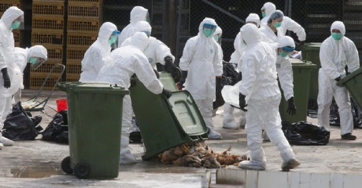 'จีน'ติดหวัดนก'H7N9'เพิ่มอีก6 'จีน'ติดหวัดนก'H7N9'เพิ่มอีก6
