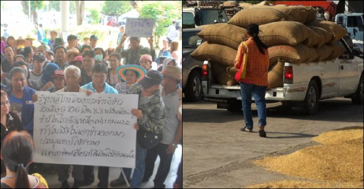 ช่วย'ชาวนา'ยกเลิก'จำนำข้าว'