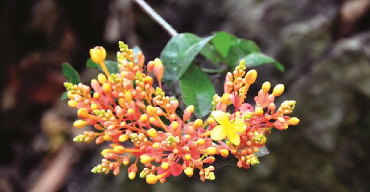 'ถ้ำเขาวง'เขาวงกตแห่งภาคตะวันออก 'ถ้ำเขาวง'เขาวงกตแห่งภาคตะวันออก