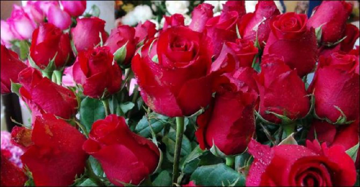 เกษตรกรเร่งผลิต'กุหลาบแดง'ส่งวันวาเลน์ไทน์ เกษตรกรเร่งผลิต'กุหลาบแดง'ส่งวันวาเลน์ไทน์