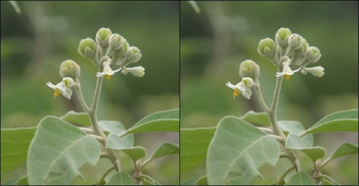 'ฉับแป้ง' แก่นแก้ไข้