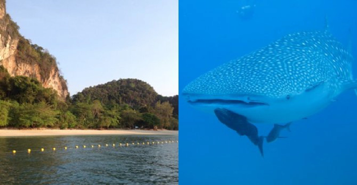 ฉลามวาฬโผล่!หน.อุทยานฯธารโบกขรณีสั่งจัดระเบียบเรือ