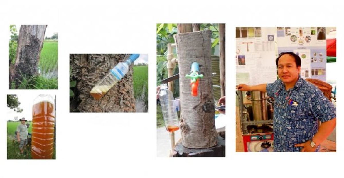 สกัดน้ำมันยางนาผลิตไบโอดีเซล