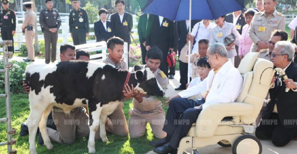 'ในหลวง'ทอดพระเนตรโครงการชั่งหัวมัน 'ในหลวง'ทอดพระเนตรโครงการชั่งหัวมัน