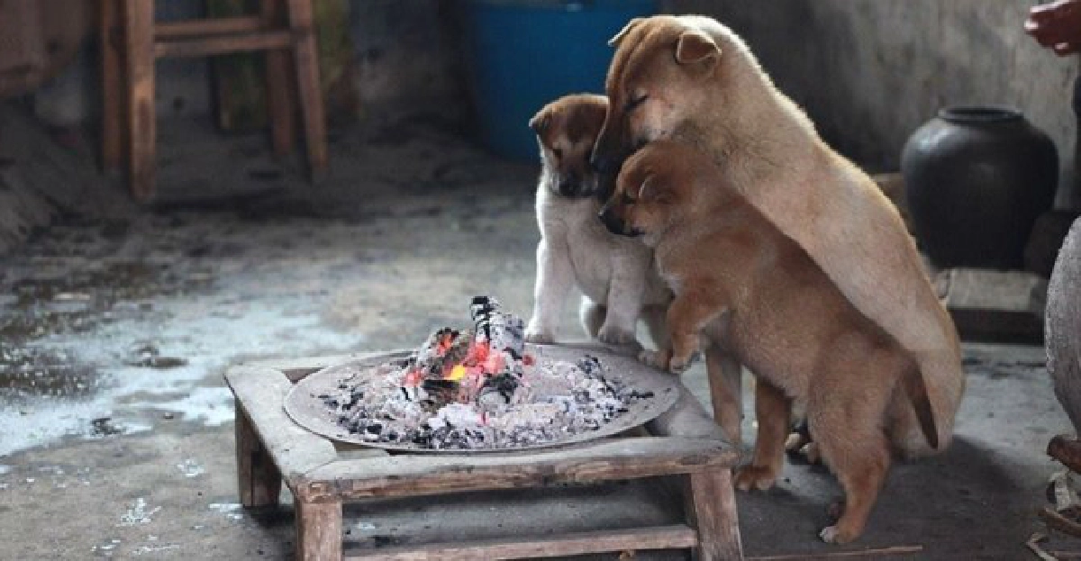 นู๋หนาว!'เจ้าตูบ'ที่ถูกกล่าวขวัญบนโลกออนไลน์ นู๋หนาว!'เจ้าตูบ'ที่ถูกกล่าวขวัญบนโลกออนไลน์