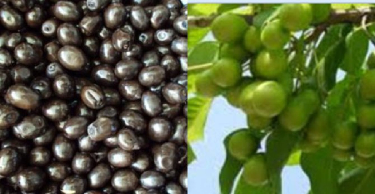 'ไข่เน่า'บำรุงสมองนวดนาคราชฟื้นเจ้าโลก