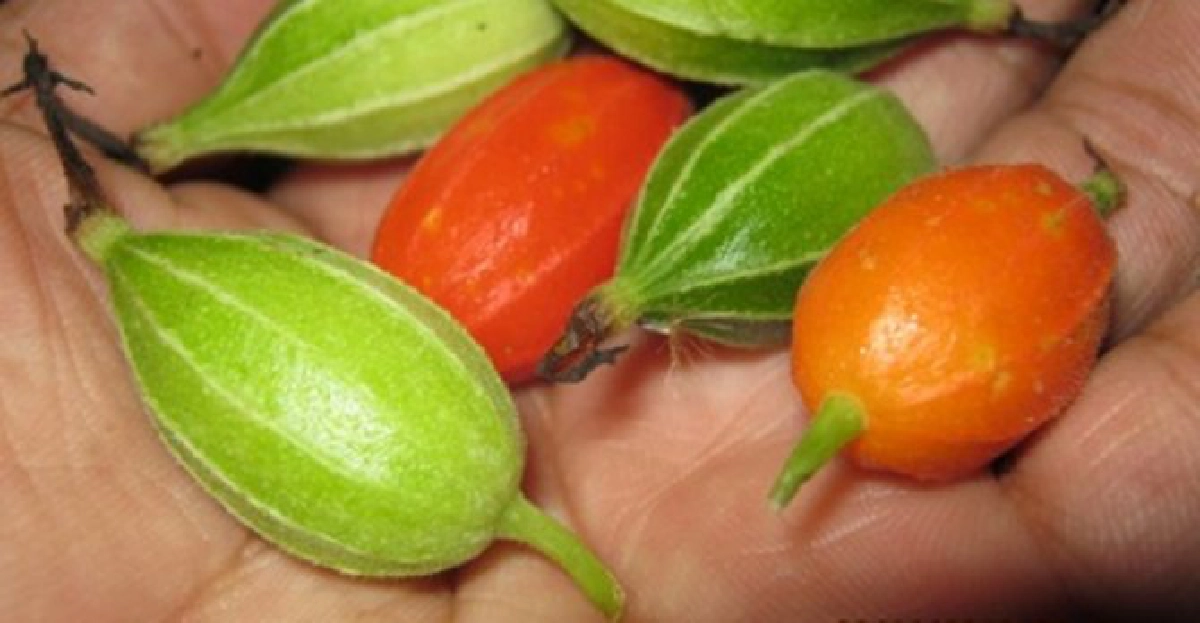 'กระดอม' ผลแก้สะอึก