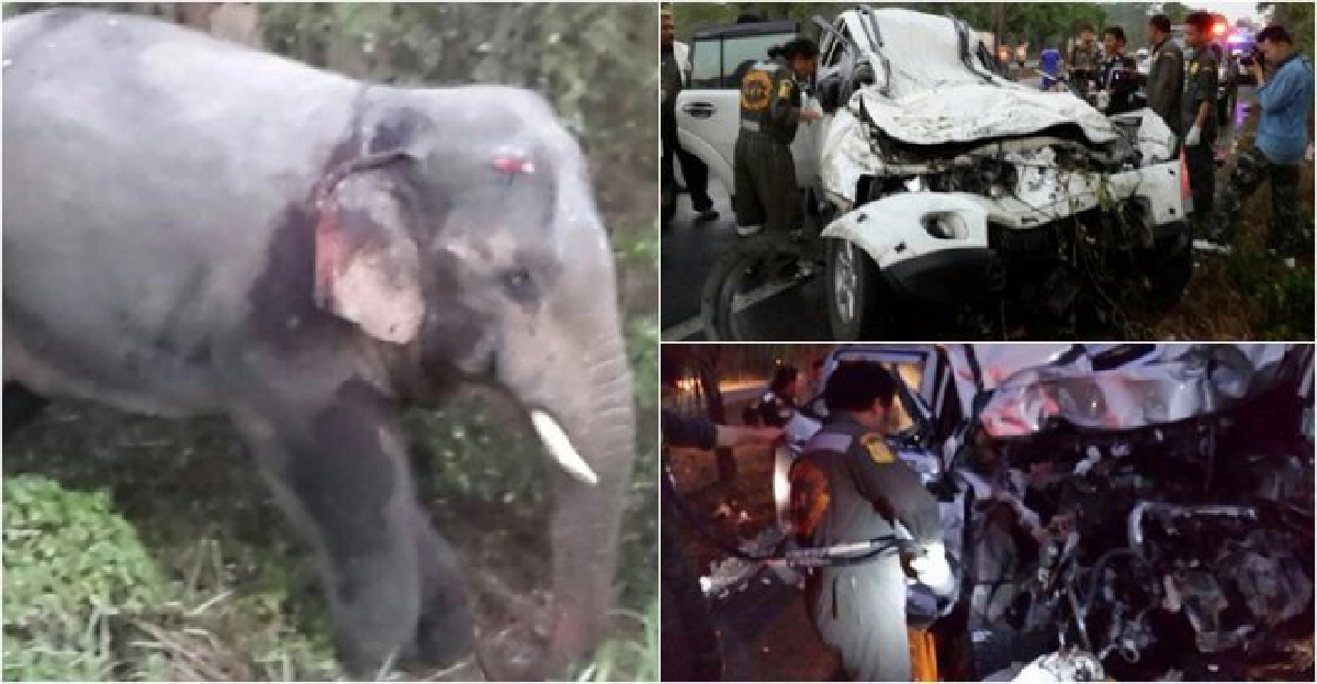 รถชน'ช้างป่า'บาดเจ็บสาหัส-คนดับ5