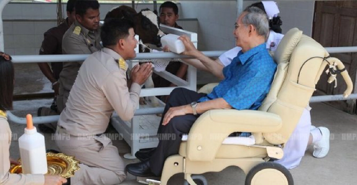 'ในหลวง'ทอดพระเนตรโรงเลี้ยงโคนม
