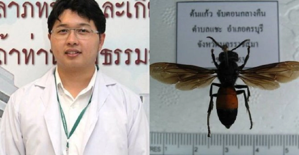 เล็งศึกษาวิจัยทำวัคซีนแก้แพ้พิษ'ต่อหัวเสือ' เล็งศึกษาวิจัยทำวัคซีนแก้แพ้พิษ'ต่อหัวเสือ'