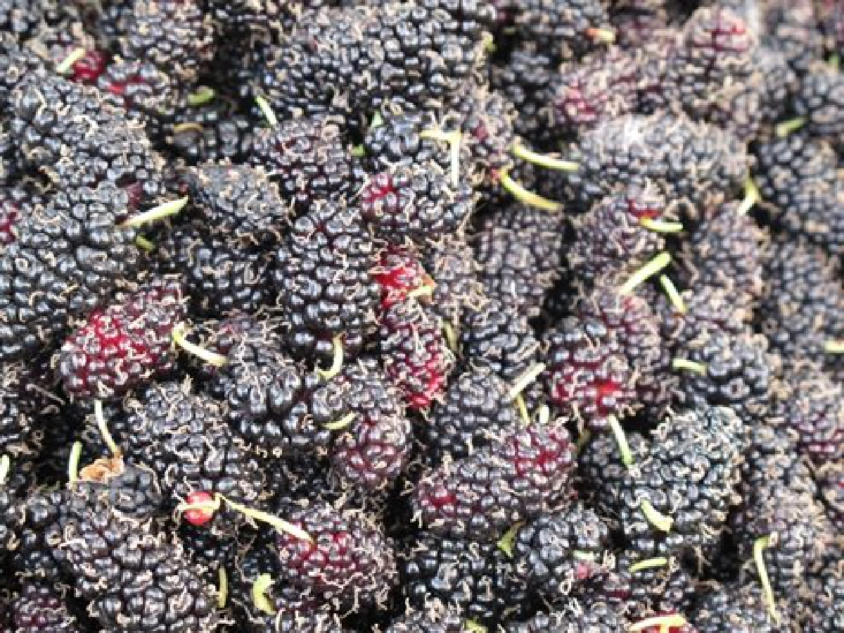 สัมผัสไร่ชาอูหลง-หม่อนเชียงใหม่