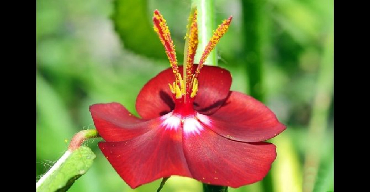 'บานเที่ยง' ไม้ล้มลุกดอกสวย 'บานเที่ยง' ไม้ล้มลุกดอกสวย