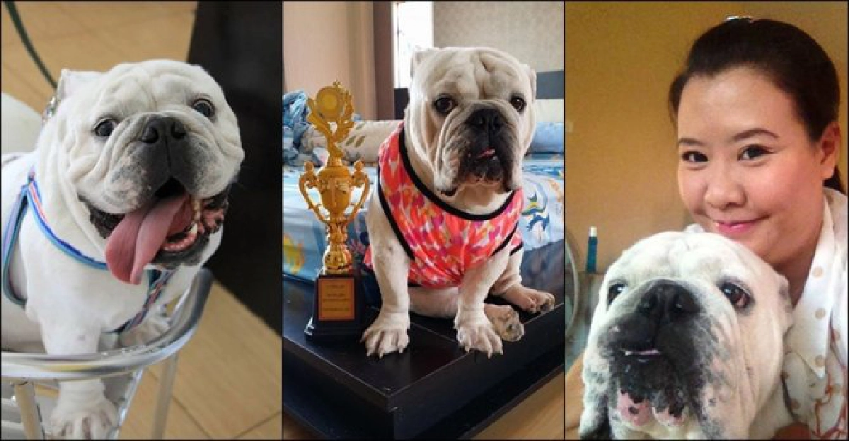 'มารวย' บูลด็อกซุปตาร์ 'มารวย' บูลด็อกซุปตาร์