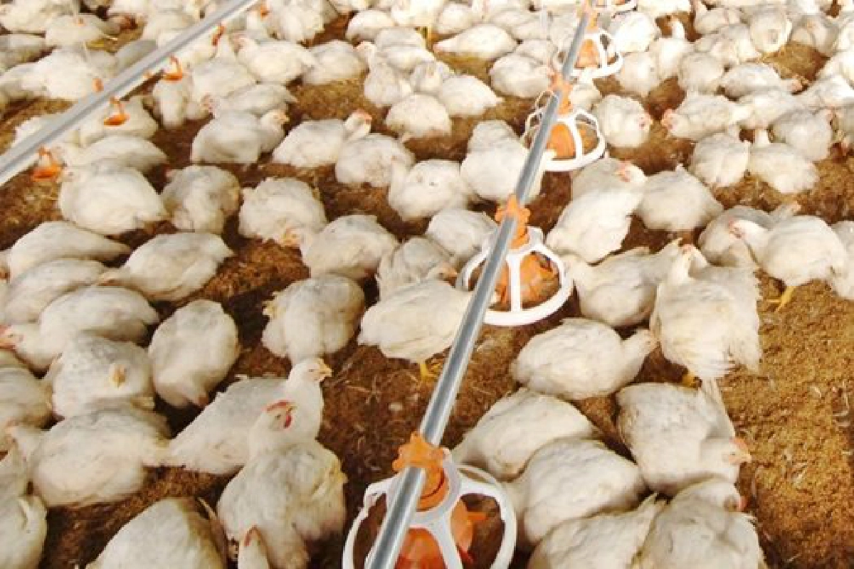 พลิกวิถีเกษตร-หันเลี้ยงไก่เนื้อยั่งยืน พลิกวิถีเกษตร-หันเลี้ยงไก่เนื้อยั่งยืน