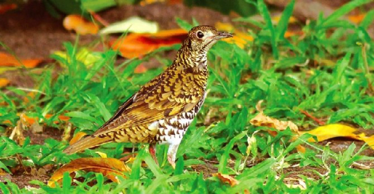 นกป่าสัปดาห์ละตัว : นกเดินดงลายเสือใหญ่